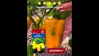 Перец Джемини