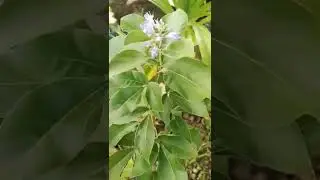 ternyata Legundi sangat bermanfaat untuk kesehatan 😯😲 #legundi #viralvideo