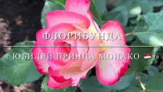 Флорибунда « Юбилей Принца Монако 🇲🇨 »