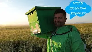 Как посадить рой в улей