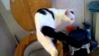 Toilet Cat