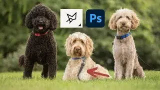 Using the Polygonal Lasso Tool to Select Leashes in Photoshop