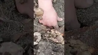 редкая находка