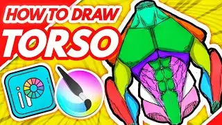 HOW TO Draw MALE TORSO under 1 minute #shorts | Abs, Chest, Muscles Anatomy Tutorial | Krita & Ibis