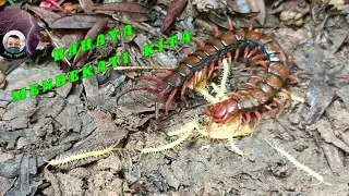 BAHAYA DI PINGGIR PARIT