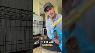 How to get a Malinois Puppy to relax in his crate  
