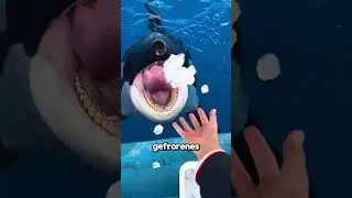 Warum Müssen Orcas Eis Essen?!🤔🐋