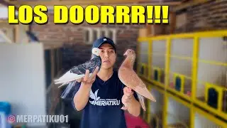 NGEER!!! MERPATI PASAR INI LOSSNYA AMPUN BOSKU