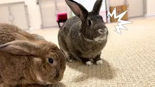 Funny Rabbit Realizes He’s Been Tricked!🐰😂
