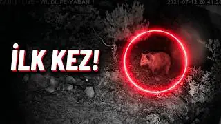 CANLI YAYIN KAMERALARIMIZ İLK KEZ AYI GÖRÜNTÜLEDİ.. 🐻 