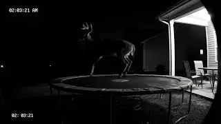 Animals On Trampolines Compilation In My Garden at Night