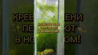 КРЕВЕТКИ КЕНИ ПЕРЕЕЗЖАЮТ В НОВЫЙ ДОМ! 🦐🏡#креветки креветки