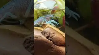 CREVETTE OU ÉCREVISSE ? 🤩🤔🤩 #terrario #aquarium #crayfish #pets #fish #animals #nature #tank #guppy