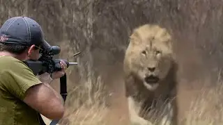 صيد الاسد العنيد بالبنادق 😱🔥👍👌 الجزء 4