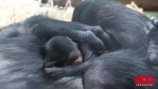 Nyfødt chimpanseunge sover hos mor | Copenhagen Zoo