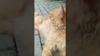 Мордашка 😘💓 Музыка Автора @simb