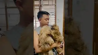 May bago na silang Family 🥹 #shihtzu  #dog