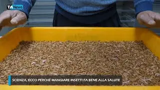 Scienza, ecco perché mangiare insetti fa bene alla salute
