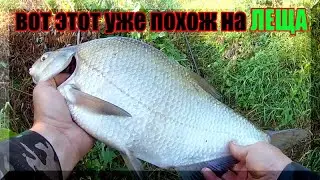 Крупный лещ так себе боец, ни какого удовольствия. Ловля леща на реке Оке на пшеницу.