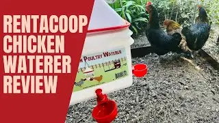 RentaCoop Chicken Waterer Review And Setup
