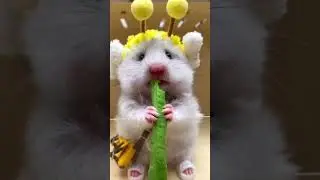 Relaxing video and music