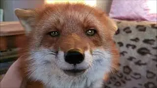 Pushkin poem in Russian with english subtitles - Victoria reads, Vasilisa the fox listens