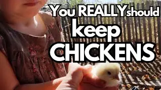11 Years of Keeping Chickens - I TELL YOU EVERYTHING I LEARNED!