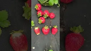 11.08.24 Сбор 5 кг( 1 кг себе+ 4&450)