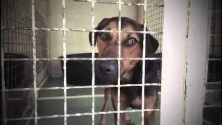 SPCA Singapore