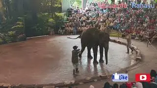 Wow Spektakuler, Aksi Gajah Pintar Di Taman Safari Prigen Pasuruan#gajah #tamansafariprigenpasuruan