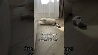 😂 ЭТО Я ПЫТАЮСЬ ПОХУДЕТЬ К ЛЕТУ 😂 #shorts