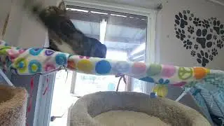 Gracie Plays!