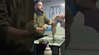 Just measuring a cat's temperature. 😍​🌡️