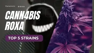 Cannabis Roxa: Quais as melhores linhagens Purple?