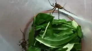 talking spiders