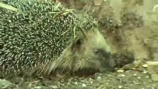 Il riccio