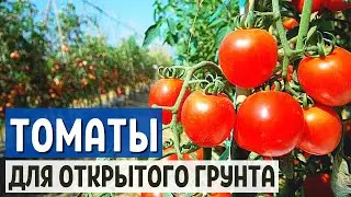 ЛУЧШИЕ СОРТА ТОМАТОВ для открытого грунта | Выращивание помидор | Моя дача в Хабаровске