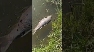 Легкий летний замор