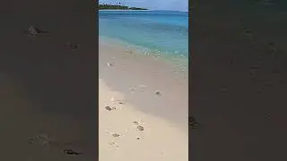 Shark Beaches Itself