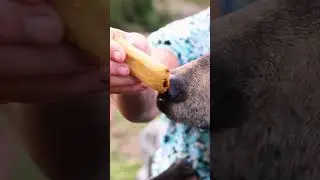 Are these guys the real life Winnie the Pooh?! #ytshorts #bear #animals #pets #honey #bears