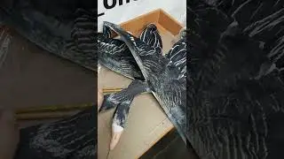 Флюгер белолобого гуся #охота #белолобый#кряква #охотанагуся