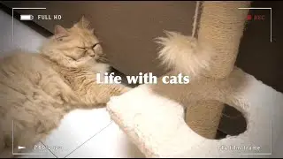 Life with cats | daily routine with 9 cats and kittens at home