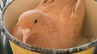 Отличие сизых голубей от породистых. Наглядный пример