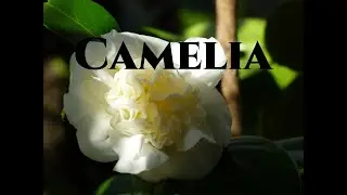 Camelia bella più a lungo Tutorial Giardinaggio nel Giardino di Monfestino Gardeners World 2025