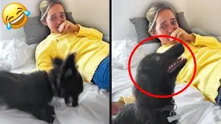 У Этой Собаки Аллергия На Саму Себя!🐶😅Кот Который Начал Понимать Слова Хозяйки!😱 Подборка 2024