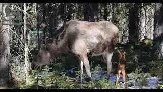 Лосята