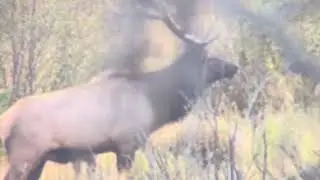 Dominant Rocky Mountain National Park bull elk chasing tail (150yds iPhone w spotting scope mount)