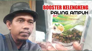 this is the most effective longan booster guaranteed maximum harvest