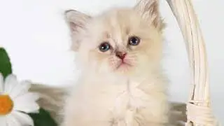 Cute and beautiful kitten. Esenin Dikoe Pole