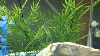 Aquarium Question